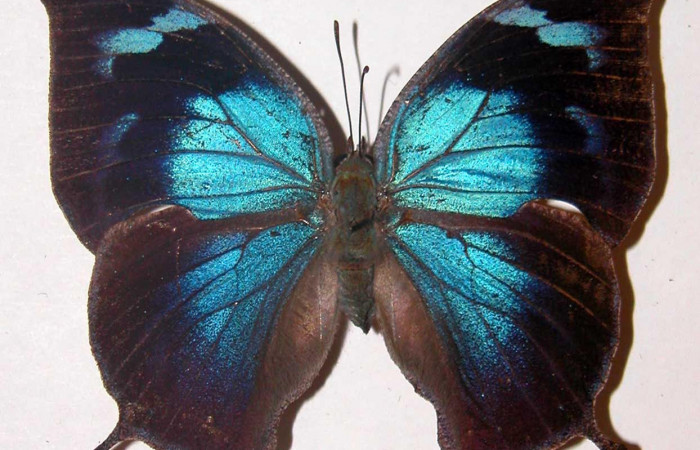 Figura 3. Adulto <i>Memphis forreri</i> (Nymphalidae). Vista dorsal, envergadura alar de 60 mm, hembra. Voucher: 00-SRNP-4465-DHJ33784.jpg.