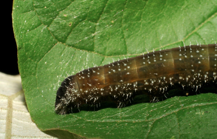 Figura 11. Larva <i>Memphis forreri</i> (Nymphalidae). Último estadío, mide 41mm. Foto 22 julio 1993. Voucher: 05-SRNP-63152-DHJ409023.jpg.