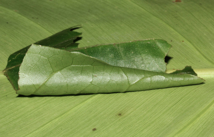 Figura 5. Vista del casita <i>Memphis forreri</i> (Nymphalidae), casita en forma de cono, mide 6mm. Voucher: 16-SRNP-31427-DHJ735314.jpg.