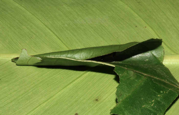 Figura 6. Vista del casita <i>Memphis forreri</i> (Nymphalidae), casita en forma de cono, mide 6mm. Voucher: 16-SRNP-31427-DHJ735315.jpg.