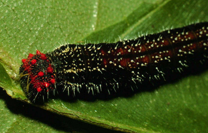 Figura 9. Larva <i>Memphis forreri</i> (Nymphalidae). Vista dorsal mostrando los puntos rojos en la cabeza, último estadío. Foto 22 julio 1993. Voucher: 93-SRNP-3524-DHJ26823.jpg.