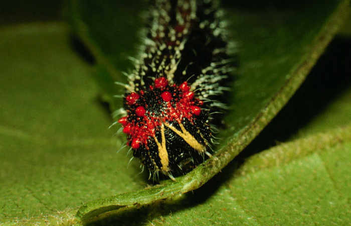 Figura 10. Larva <i>Memphis forreri</i> (Nymphalidae). Cabeza de frente. Foto 22 julio 1993. Voucher: 93-SRNP-3524-DHJ26824.jpg.
