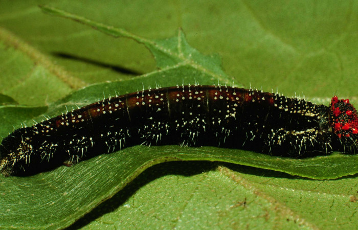 Figura 7. Larva <i>Memphis forreri</i> (Nymphalidae). Vista lateral, último estadío. Foto 22 julio 1993. Voucher: 93-SRNP-3524-DHJ26825.jpg.