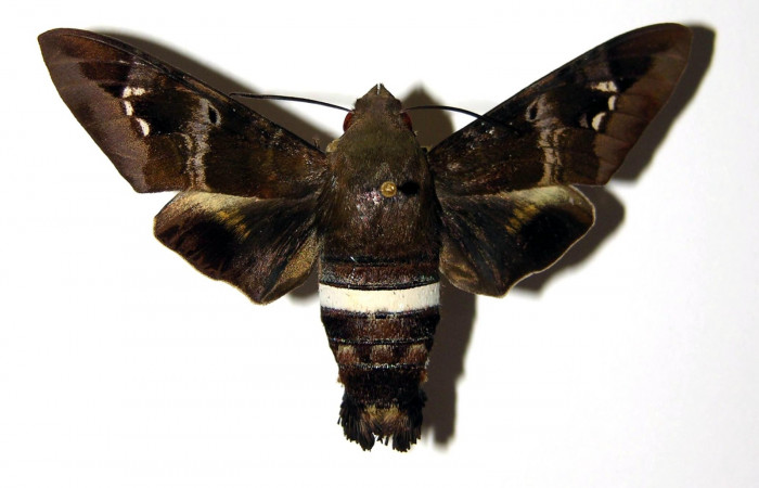 Fig. 01. Hembra de <i>Aellopos clavipes</i> (Sphingidae), 61mm de envergadura. Vista dorsal. Voucher: 00-SRNP-2705-DHJ95628.jpg.