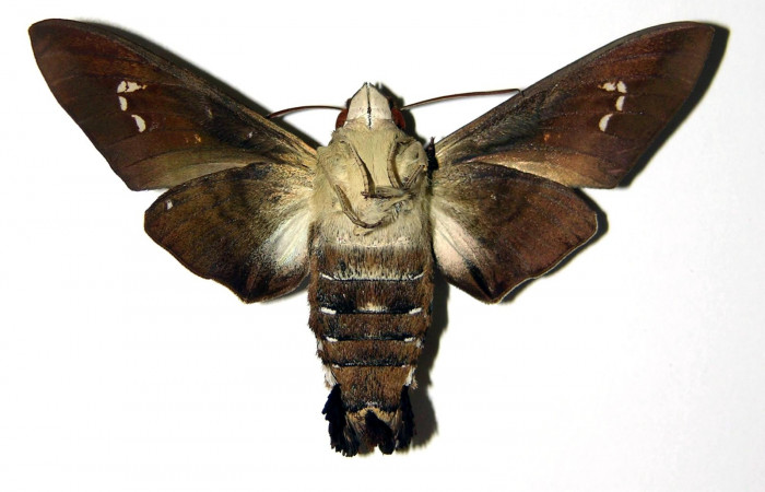 Fig. 02. Hembra de <i>Aellopos clavipes</i> (Sphingidae), 61mm de envergadura. Vista ventral. Voucher: 00-SRNP-2705-DHJ95629.jpg.
