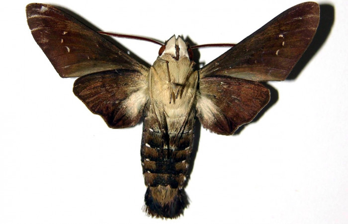 Fig. 04. Macho de <i>Aellopos clavipes</i> (Sphingidae), 45mm de envergadura. Vista ventral. Voucher: 98-SRNP-13760-DHJ95635.jpg.