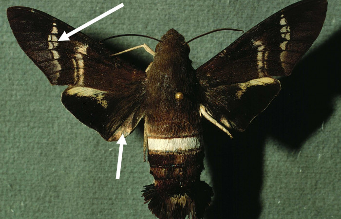 Fig.05. Adulto de <i>Aellopos fadus</i> (Sphingidae), vista dorsal, 60mm de envergadura. Voucher: INBIOCRI001935966-DHJ38579.jpg