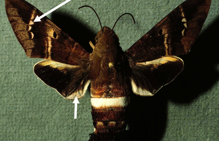Fig.06. Adulto de <i>Aellopos titan</i>  (Sphingidae), vista dorsal, 57mm de envergadura. Voucher: INBIOCRI002793921-DHJ38580.jpg
