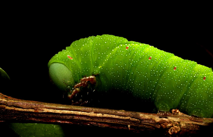 Fig.11. Larva de <i>Aellopos clavipes</i>  (Sphingidae), último estadío, 43mm de longitud, vista lateral del torax. Voucher: 12-SRNP-12002-DHJ497854.JPG.