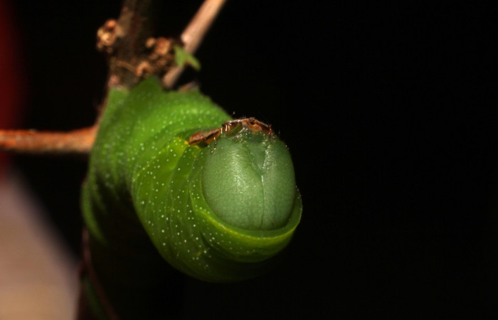 Fig.12. Larva de <i>Aellopos clavipes</i>  (Sphingidae), último estadío, 43mm de longitud, vista frontal de la cabeza. Voucher: 12-SRNP-12002-DHJ497866.JPG.