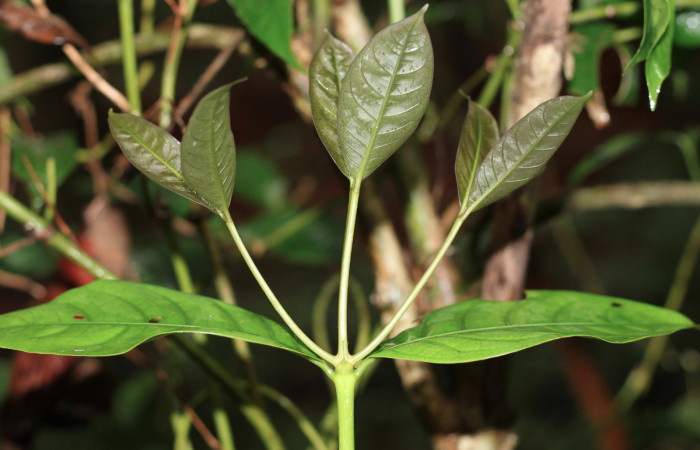 Fig. 10 Hojas de <i>Faramea occidentalis</i> (Rubiaceae) Los Almendros Sector El Hacha; 06 de Noviembre 2019. Fotografía. Roster Moraga Medina.