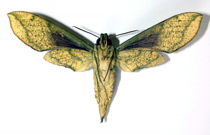 Fig. 2 Vista ventral del macho <i>Xylophanes jocasta</i> (Sphingidae). (04-SRNP-22389-DHJ95113).