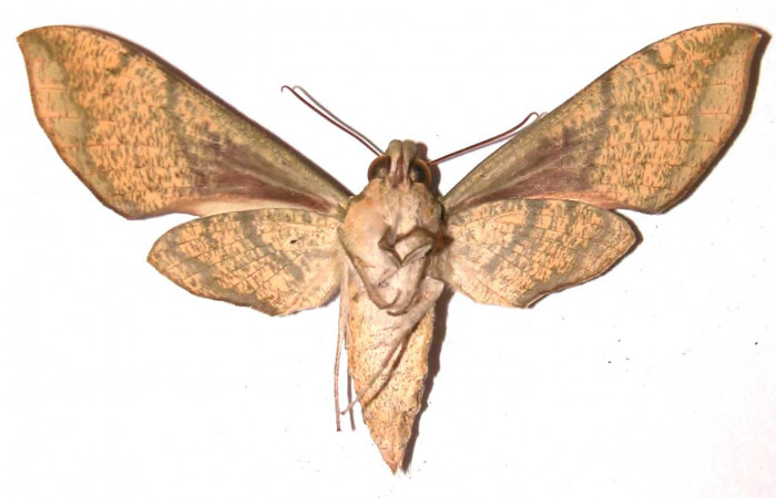 Fig. 4 Vista ventral de la hembra <i>Xylophanes jocasta</i> (Sphingidae). (02-SRNP-15584-DHJ91389).