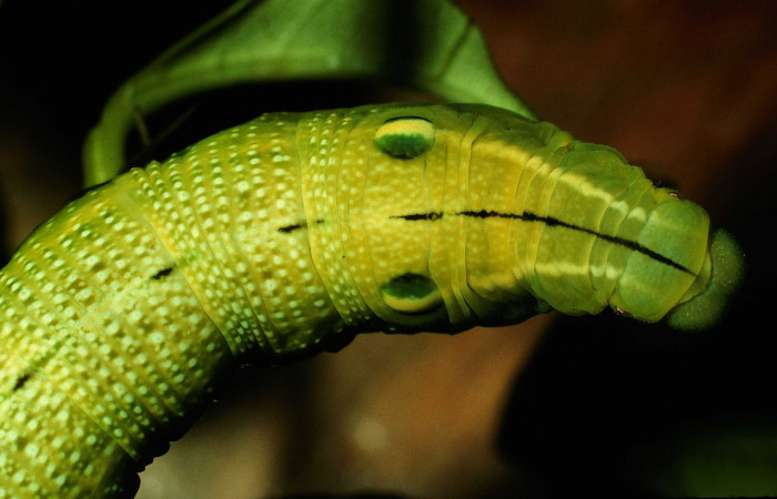 Fig. 8 Posición dorsal donde podemos apreciar los detalles de los ojos falsos de <i>Xylophanes jocasta</i> (Sphingidae). Último estadio sobre <i>Faramea occidentalis</i> (Rubiaceae). (97-SRNP-4541-DHJ42651.jpg).