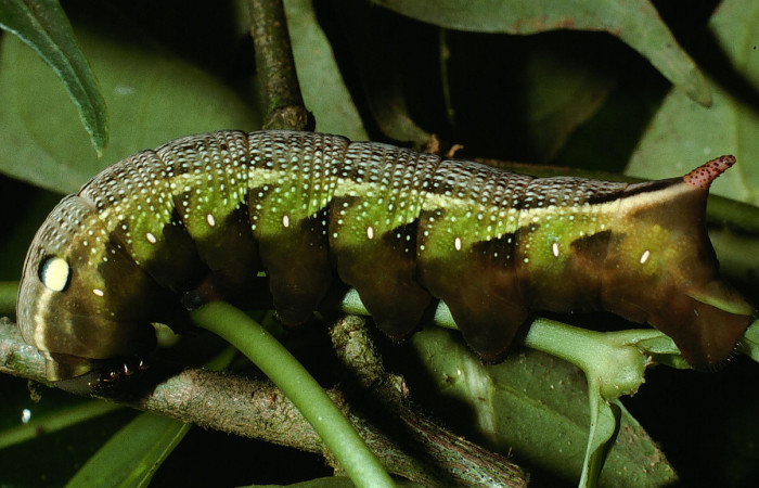 Fig. 9 Posición lateral de <i>Xylophanes jocasta</i> (Sphingidae). Último estadio ya casi en prepupa; sobre <i>Rudgea cornifolia</i> (Rubiaceae). (03-SRNP-15009-DHJ76679.jpg).
