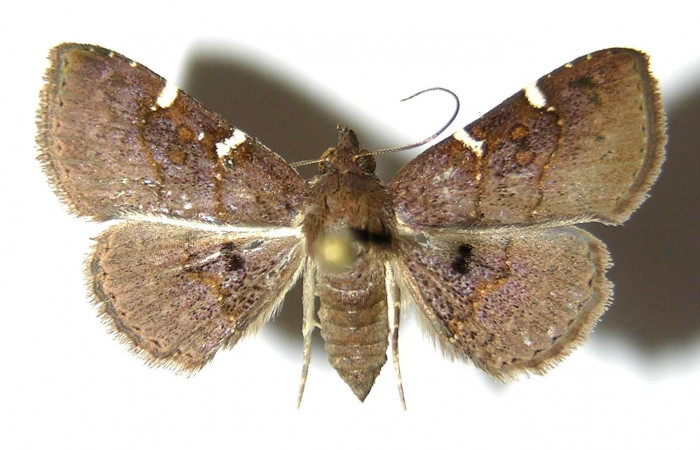 Fig.1 Adulto <i>Antiblemma concinnula</i>  parte dorsal hembra. Voucher:05-SRNP-4550-DHJ328668.jpg