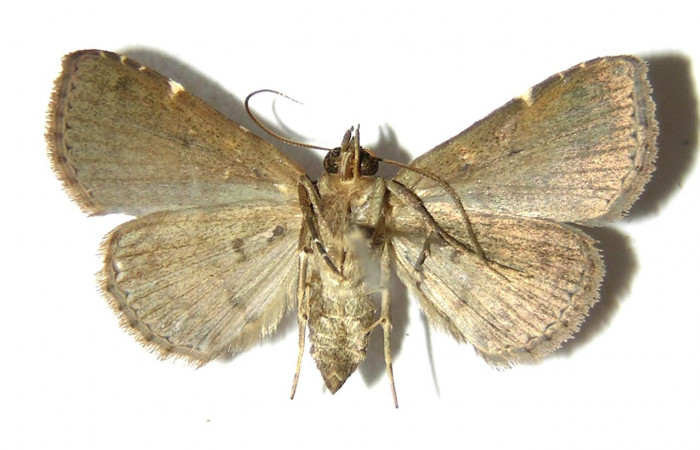 Fig. 2 Adulto <i>Antiblemma concinnula</i>  parte ventral. Hembra. Voucher: 05-SRNP-4550-DHJ328669.jpg