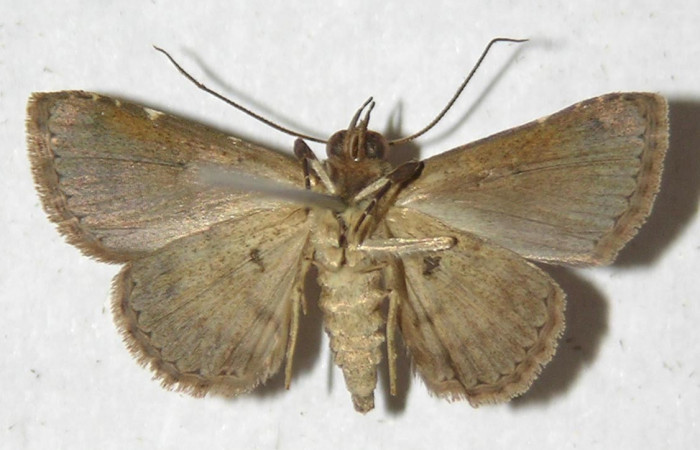 Fig. 4 Adulto <i>Antiblemma concinnula</i> ventral.  Macho.  Voucher: 12-SRNP-75568-DHJ596799.jpg