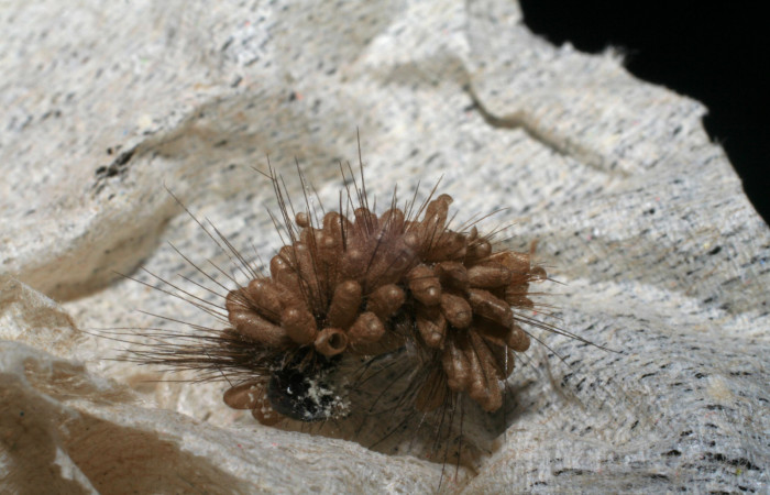 Fig. 10 capullos de Braconidae,avispas parásitas Glyptapanteles mikeschauffi salio en larva <i>Bertholdia albipuncta</i> (Erebidae), Vado Esteron. Sector Horizonte, 280 m. 06-SRNP-4537-DHJ420807.