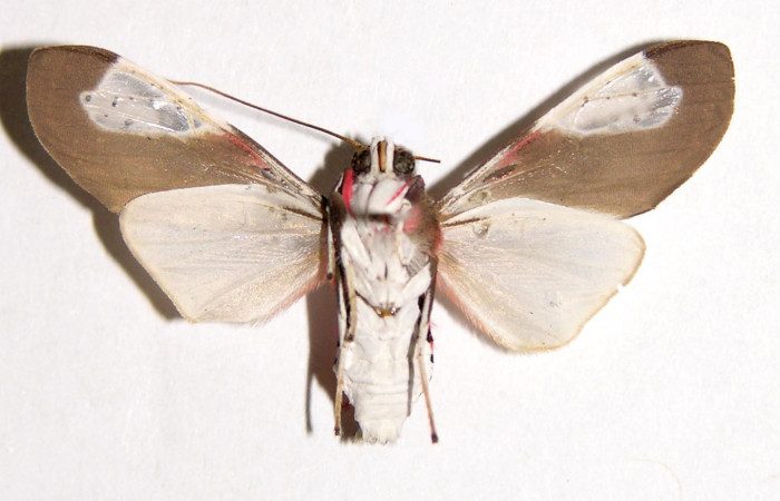 Fig. 2 Adulto vista dorsal macho <i>Bertholdia albipuncta</i> (Erebidae), mide 30mm Area Administrativa. Sector Santa Rosa, 295 m. 01-SRNP-17709-DHJ93255.