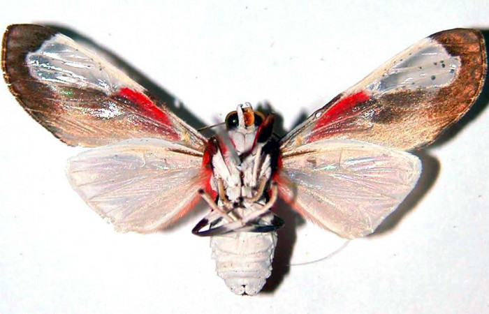 Fig. 4 Adulto vista ventral hembra <i>Bertholdia albipuncta</i> (Erebidae), mide 30mm Vado Rio Cucaracho. Sector San Cristobal, 640 m. 97-SRNP-6013-DHJ39059.