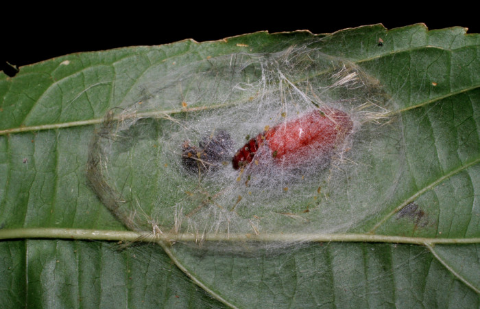 Fig. 9 pupa <i>Bertholdia albipuncta</i> (Erebidae), Vado Esteron. Sector Horizonte, 280 m 06-SRNP-2240- DHJ410263.
