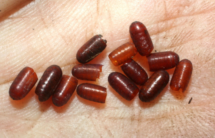 Fig. 10 Puparios de la familia Tachinidae  <i>Carcelia </i>flavirostrisDHJ15, parásito de la larva <i>Lophocampa citrina</i>. Voucher: 07-SRNP-61032-DHJ462114.jpg.