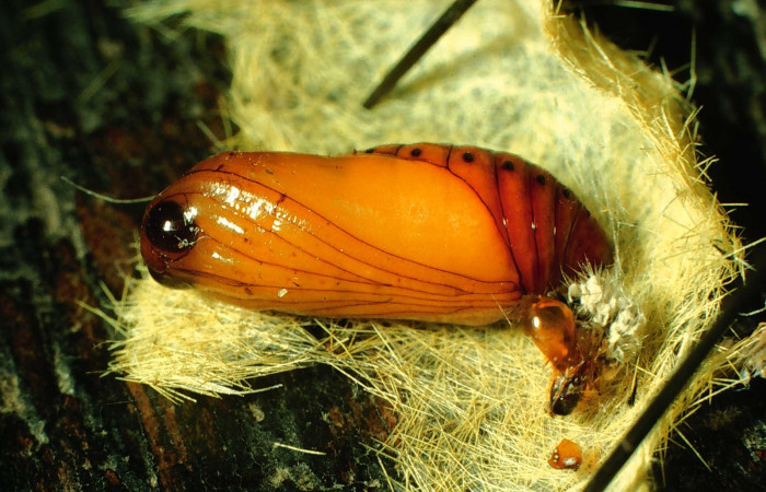Fig. 11 Pupa ventral entero <i>Lophocampa citrina</i>. Voucher: 96-SRNP-8812-DHJ28340.jpg.