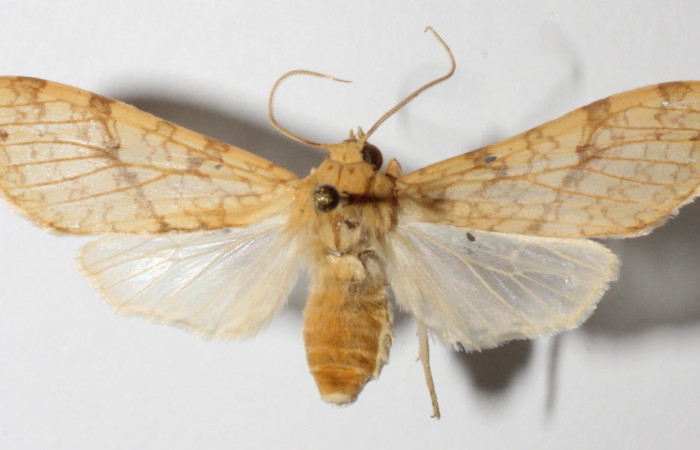 Fig.1 Adulto <i>Lophocampa </i>citrinaDHJ04, mostrando la parte dorsal.Voucher: 14-SRNP-56627-DHJ900654.