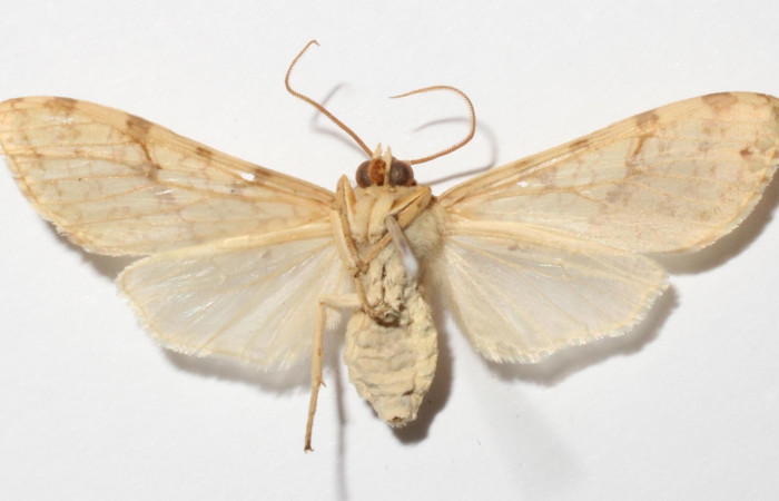 Fig.2 Adulto <i>Lophocampa </i>citrinaDHJ04, mostrando la parte ventral.Voucher: 14-SRNP-56627-DHJ900654.