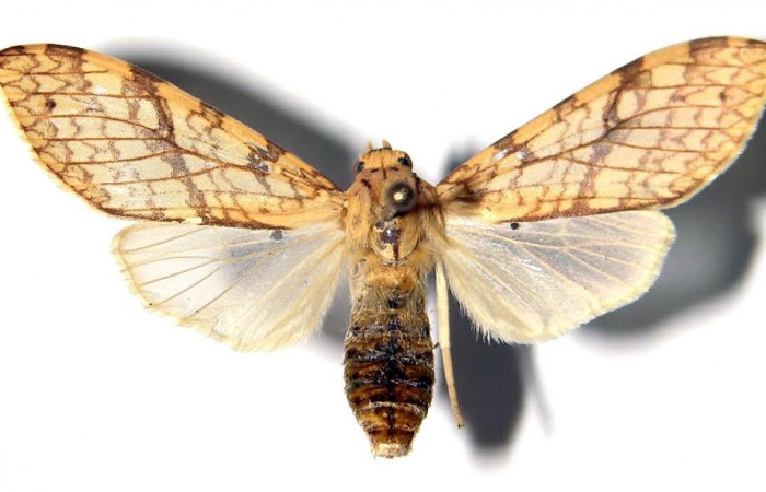 Fig.3 Adulto <i>Lophocampa </i>citrinaDHJ04, mostrando la parte dorsal.Voucher: 03-SRNP-12642-DHJ92380.
