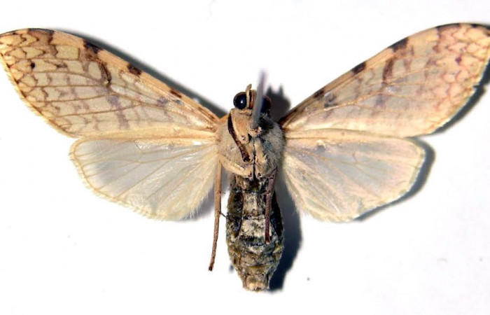 Fig.4 Adulto <i>Lophocampa </i>citrinaDHJ04, mostrando la parte ventral.Voucher: 03-SRNP-12642-DHJ92381.