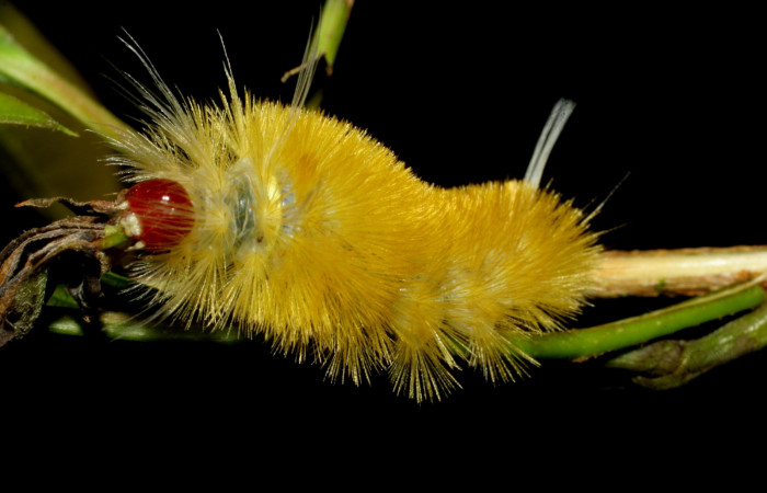 Fig. 6 Larva <i>Lophocampa citrina</i>, mostrando la parte lateral entero. Voucher: 07-SRNP-61032-DHJ435219.jpg.