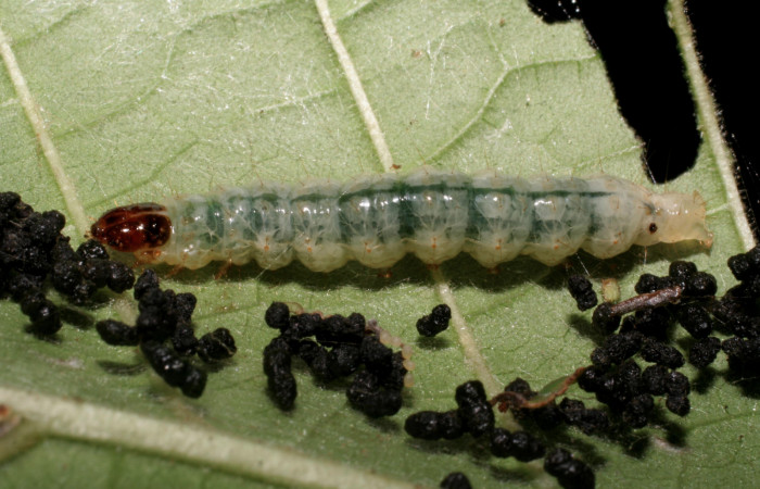 Fig.10 Vista lateral, <i>Phostria metalobalis</i> (Crambidae), se colectó 11 Julio 2007, Sector Del Oro, Quebrad Tigral, 290mts, (07-SRNP-22477-DHJ426539.jpg).