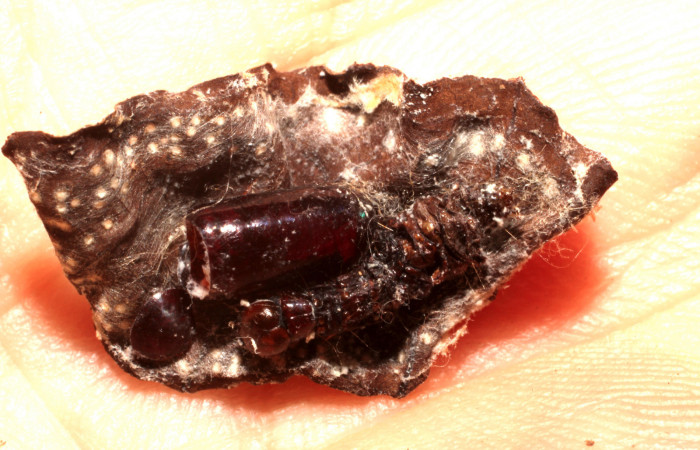 Fig.13 Pupario de la familia Tachinidae <i>Argyrochaetona</i> Janzen33, ya eclosionado, Sector Rain Forest, Quebrada Escodida, 420mts. (10-SRNP-42829-DHJ496474.jpg).