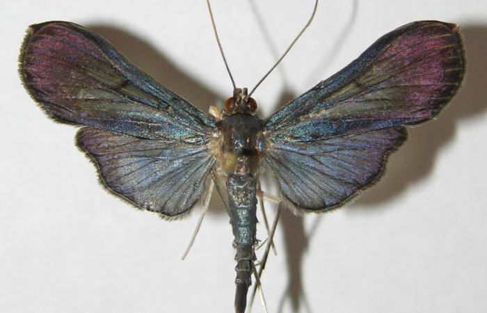 Fig.1 Vista dorsal, Macho <i>Phostria lati.apicalis</i> (Crambidae), eclosionó 06 Mayo 2009, Sector El Pitilla, Sendero Nanciente, 700mts. (09-SRNP-31232-DHJ508210.jpg).