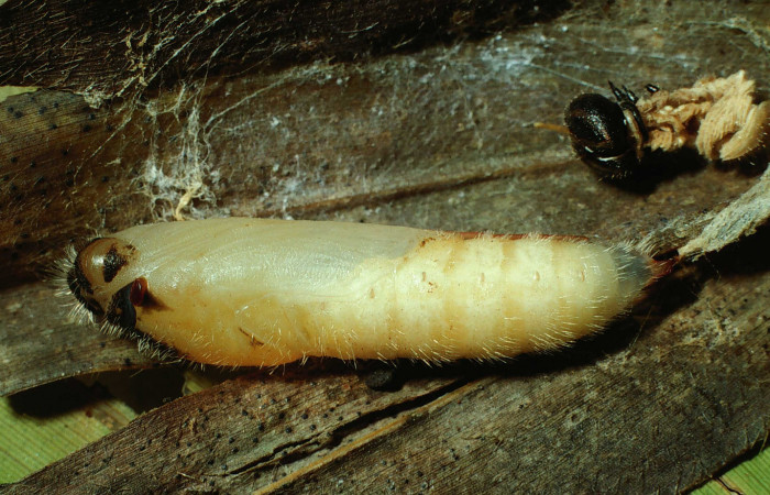 Figura 15. Pupa de <i>Nyctelius</i> nycteliusDHJ02, vista lateral., (01-SRNP-17357-DHJ63871).
