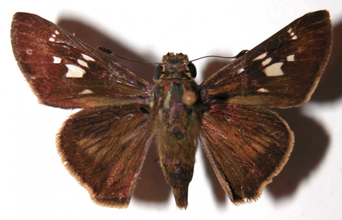 Figura 3. Adulto de <i>Nyctelius</i> nycteliusDHJ02 (hembra), vista dorsal. (02-SRNP-24569-DHJ36646).