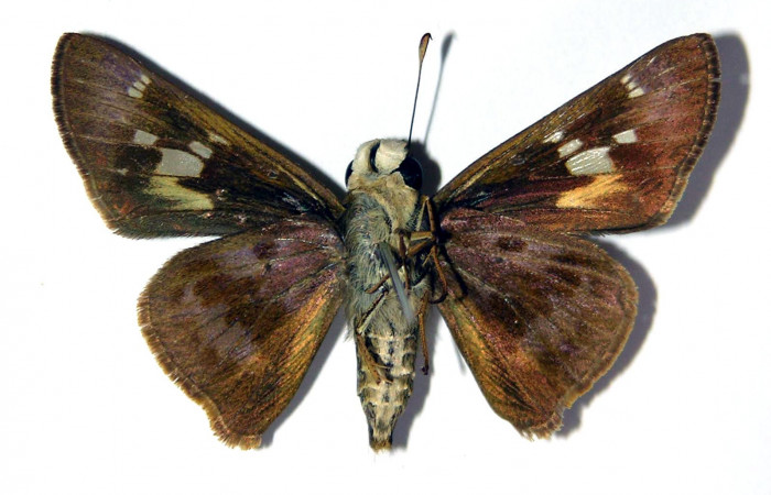 Figura 4. Adulto de <i>Nyctelius</i> nycteliusDHJ02 (hembra), vista ventral. (02-SRNP-8230-DHJ98013).