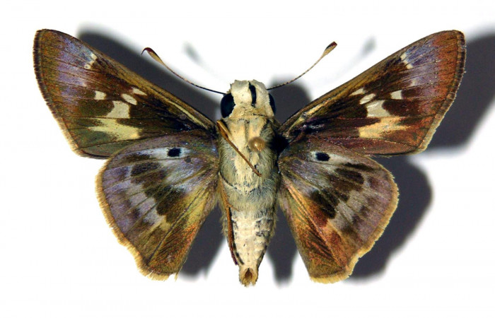 Figura 2. Adulto de <i>Nyctelius</i> nycteliusDHJ02 (macho), vista ventral. (03-SRNP-3185-DHJ97995).