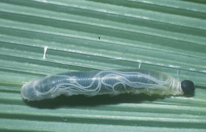 Figura 16. Parásito de <i>Nematoda</i>, nematode Janzen01 que atacan larva de <i>Nyctelius nyctelius</i>. (04-SRNP-33411-DHJ84755).