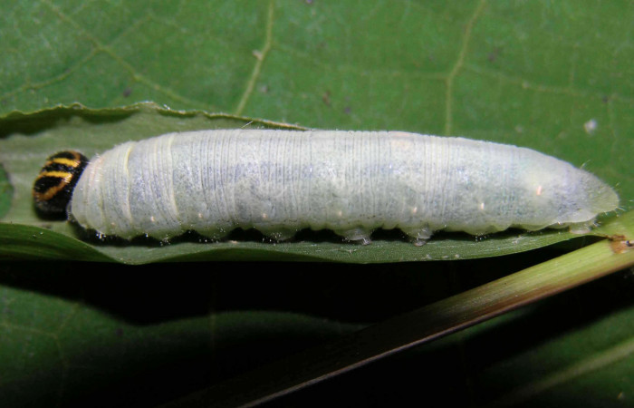 Figura 9. Larva <i>Nyctelius nyctelius</i>, Hesperiidae, vista lateral (05-SRNP-31176-DHJ403989).