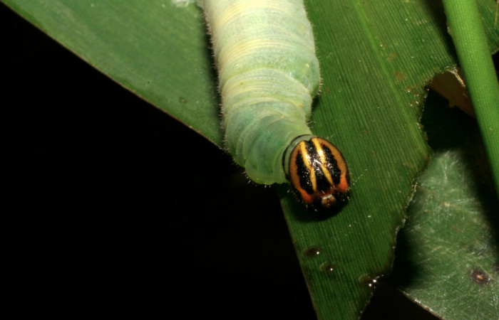 Figura 8. Larva <i>Nyctelius nyctelius</i>, Hesperiidae, vista frontal de cabeza. (05-SRNP-32742-DHJ404876).