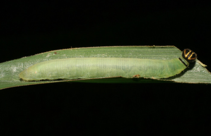 Figura 7. Larva <i>Nyctelius nyctelius</i>, Hesperiidae, vista lateral. (05-SRNP-33040-DHJ405241).