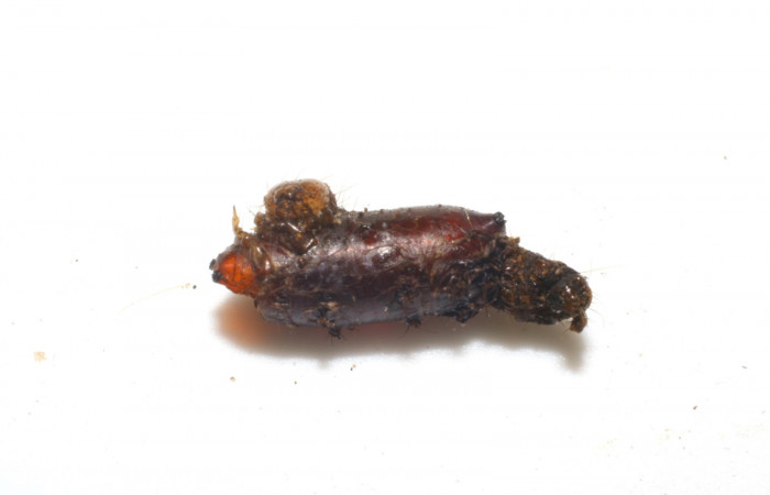 Fig. 11. Parásito familia (Tachinidae) especie Genea Wood03DHJ02 dentro de la momia de larva <i>Conchylodes arcifera</i>.  Voucher 04-SRNP-26910- DHJ415342.