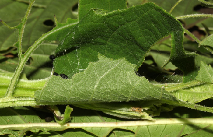 Fig. 3. Casa de larva <i>Conchylodes arcifera</i> último estadio.   Voucher 18-SRNP-31731-DHJ747132