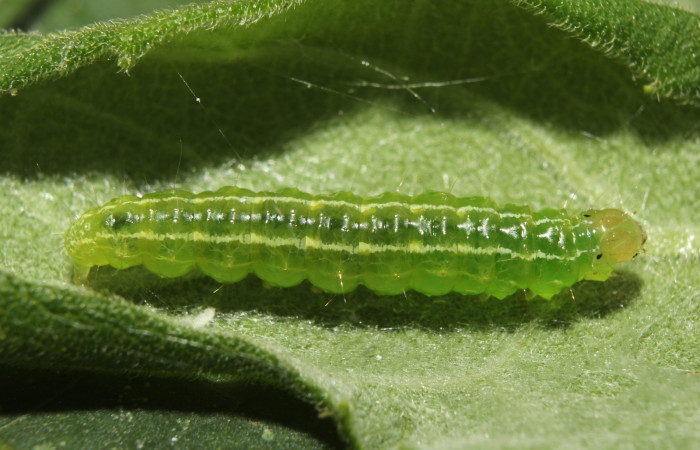Fig 1. Larva <i>Conchylodes arcifera</i> vista dorsal entero, último estadio  Voucher 19-SRNP-70210-DHJ750508