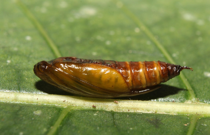 Fig 6.Pupa lateral entero de larva <i>Conchylodes arcifera</i>.    Voucher 19-SRNP-70210- DHJ750522.