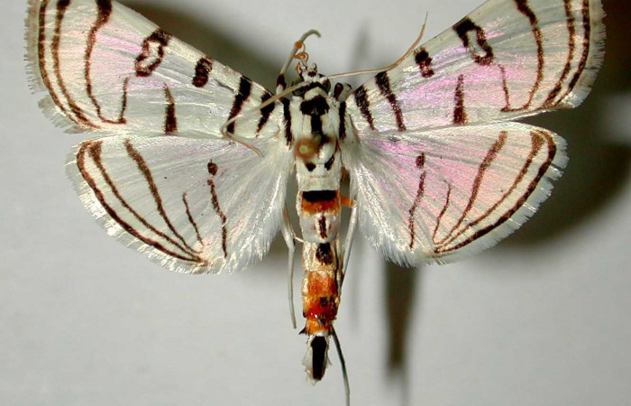 Fig 7. Adulto <i>Conchylodes arcifera</i> vista dorsal (macho) mide 30 mm. Voucher 92-SRNP-2337-DHJ33440.