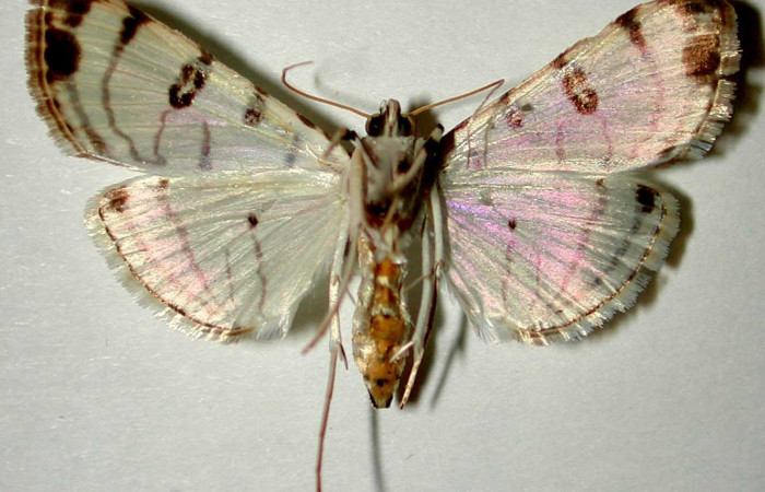 Fig 10. Adulto <i>Conchylodes arcifera</i> vista dorsal, mide 28 mm. Voucher 98-SRNP-5152-DHJ33443.